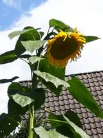20170827_143103.webp