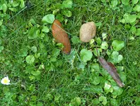 Aerger 1.webp Aerger 1.webp