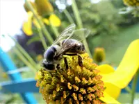 gerettete Biene.webp