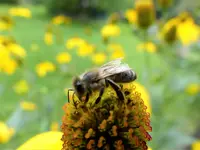 schlafende Biene.webp