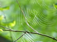 Spinnennetz im Flieder.webp