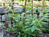 Weigelie heute.webp Weigelie heute.webp