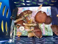 20170827_155219.webp