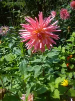 DSC04511.webp