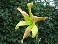 triade_1024x768.JPG