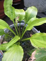 004_576x768.webp