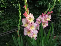 IMG_5731.webp