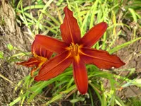 DSCI0660.webp