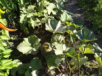 IMG_20170823_175005.webp