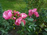 DSC02226.JPG