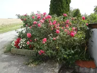 DSC02227.webp
