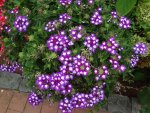 DSC02235.jpg
