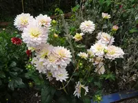 DSC02236.jpg