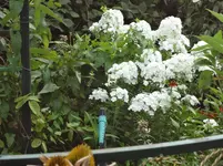 DSC02241.webp