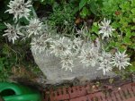 DSC02245.jpg