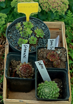 vier neue Semperviven_700.webp