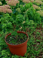 Zitrus-Geranium_700.webp