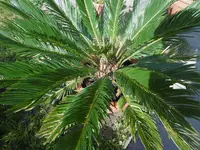 P1010830palmenfarn.webp