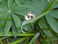 P1010829Taglilie.webp