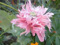 P1010828mohn.webp