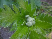 P1010827mohn.webp