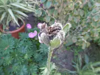 P1010826mohn.webp