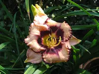adamas_1024x768.JPG