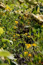 blume.webp