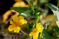 blume2.webp