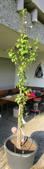 Birnbaum.webp