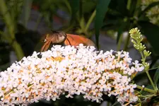 DSCN1381a.webp