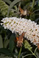 DSCN1431a.webp