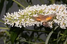 DSCN1444a.webp