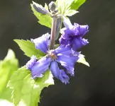 P1020566.webp