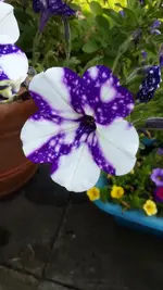 Screenshot_2017-08-28-17-04-07.webp