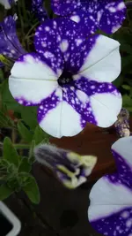 Screenshot_2017-08-28-17-03-39.webp