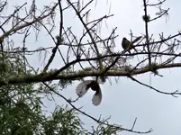 IMG_0617Fantail im Flug von unten.webp