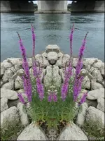 F039.webp