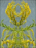 F040.webp