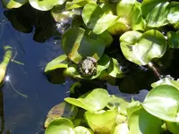 Frosch.jpg