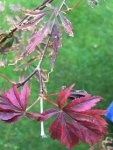 IMG_4014.jpg