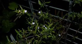 Bohne.webp