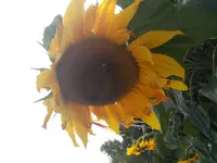 20140716_203755.webp