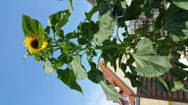 20150811_125110.webp