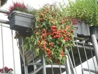 DSCN5620.webp