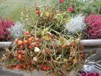 DSCN5635.webp