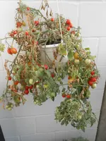 DSCN5637.webp