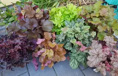 20170829_195220.webp