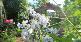 staudenclematis.webp