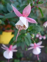 P1010555 (2).webp